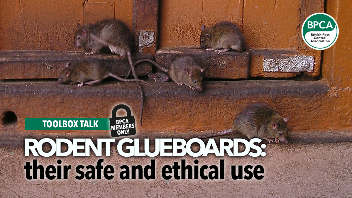 toolbox-talk-rodent-glueboards toolbox-talk-rodent-glueboards